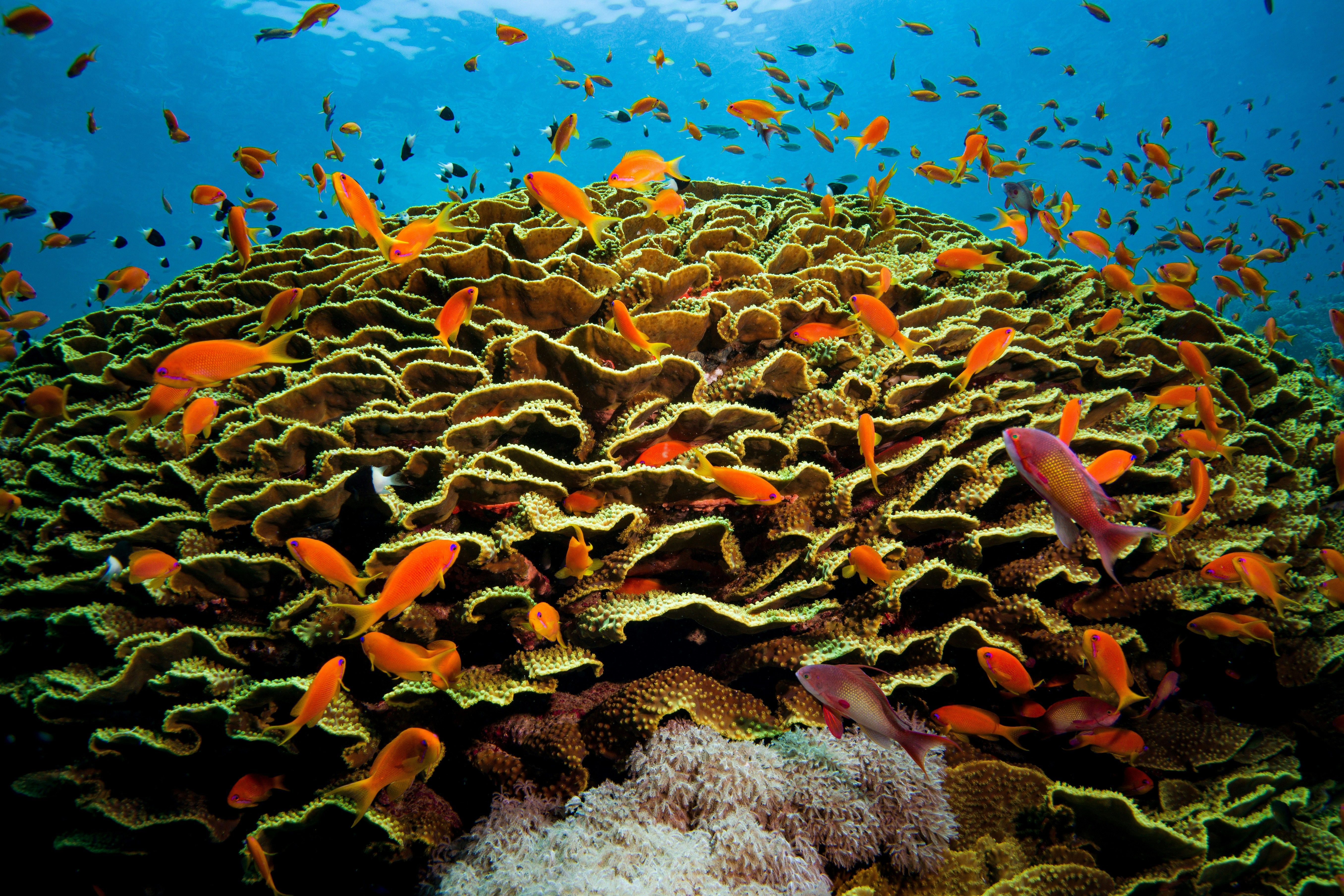 Mer Rouge : les trésors d'un autre monde