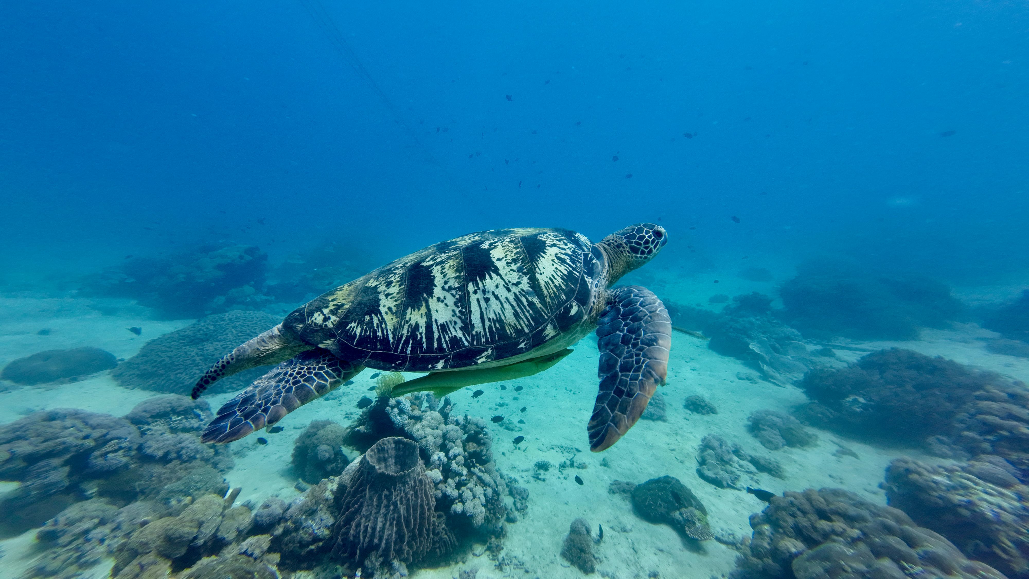 Dumaguete - Apo Island 