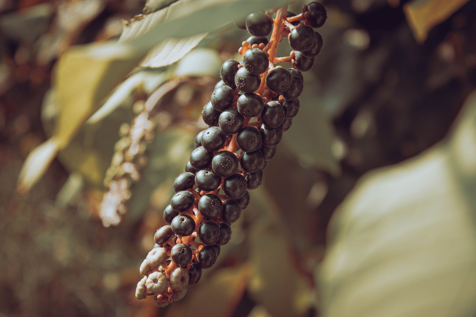 Açaí d’Amazonie au Brésil, fruit emblématique issu du palmier açaí et traditionnellement consommé par les populations amazoniennes