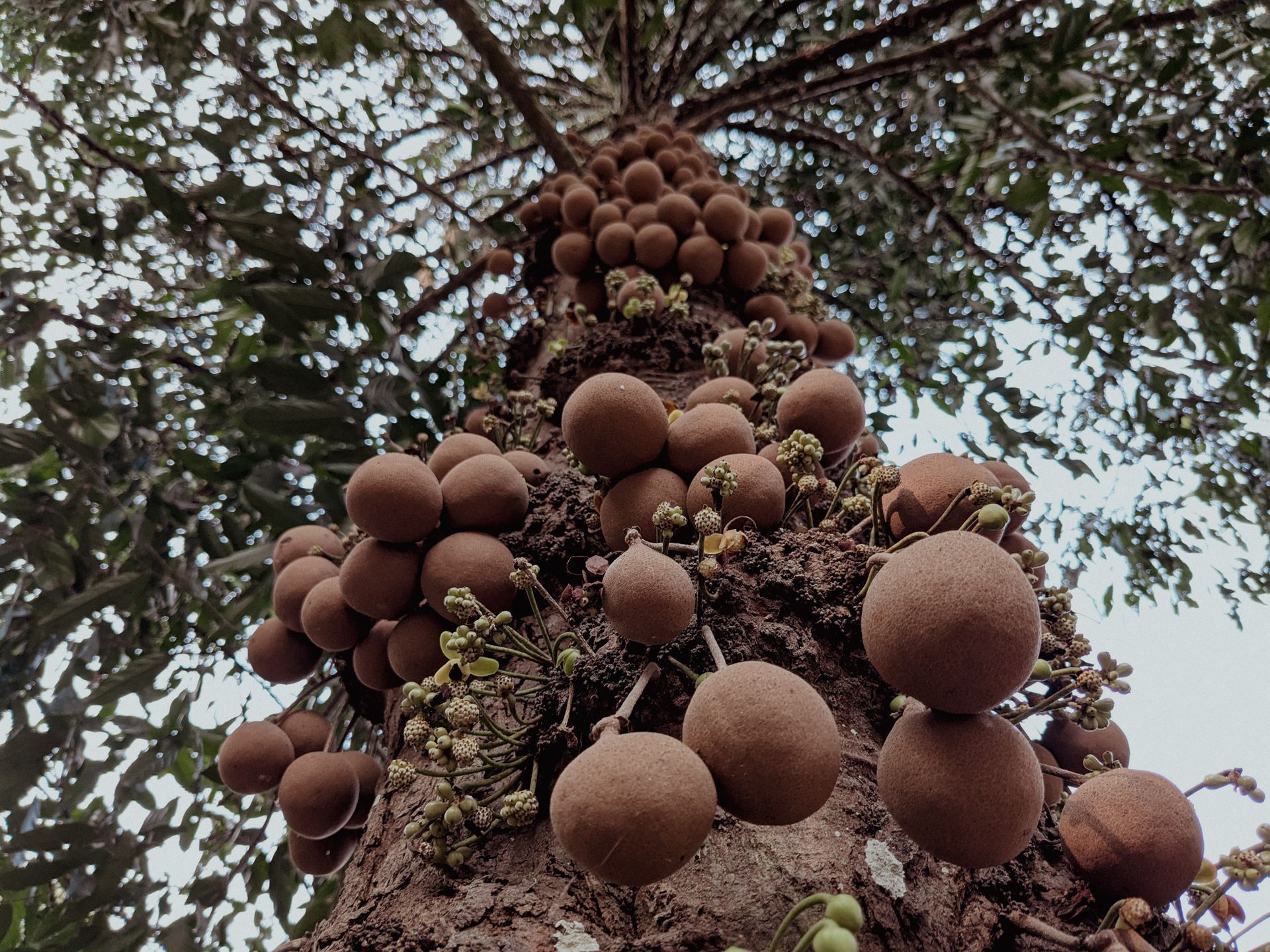 Andiroba, plante médicinale traditionnelle d’Amazonie brésilienne utilisée pour produire une huile végétale