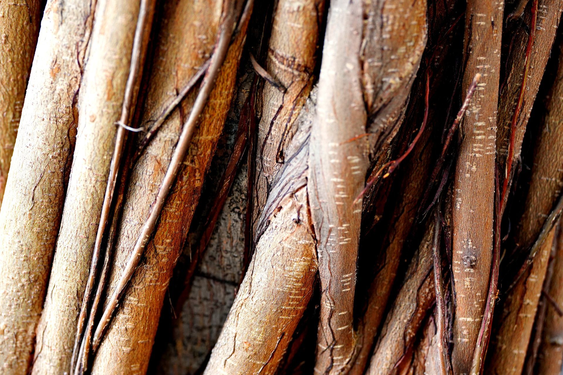 Ayahuasca en Amazonie brésilienne, préparation traditionnelle associée aux pratiques spirituelles de certains peuples autochtones