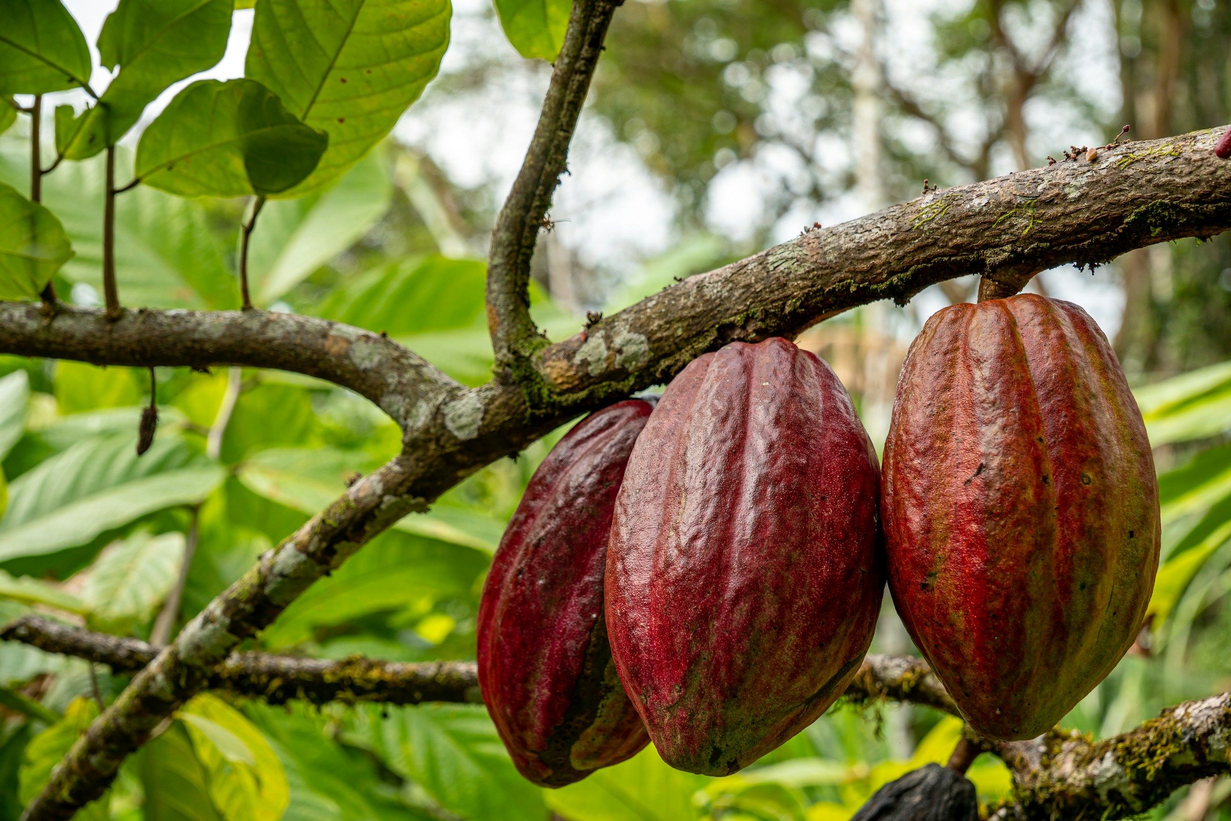 Cacao d’Amazonie au Brésil, fruit tropical emblématique cultivé au cœur de la forêt amazonienne