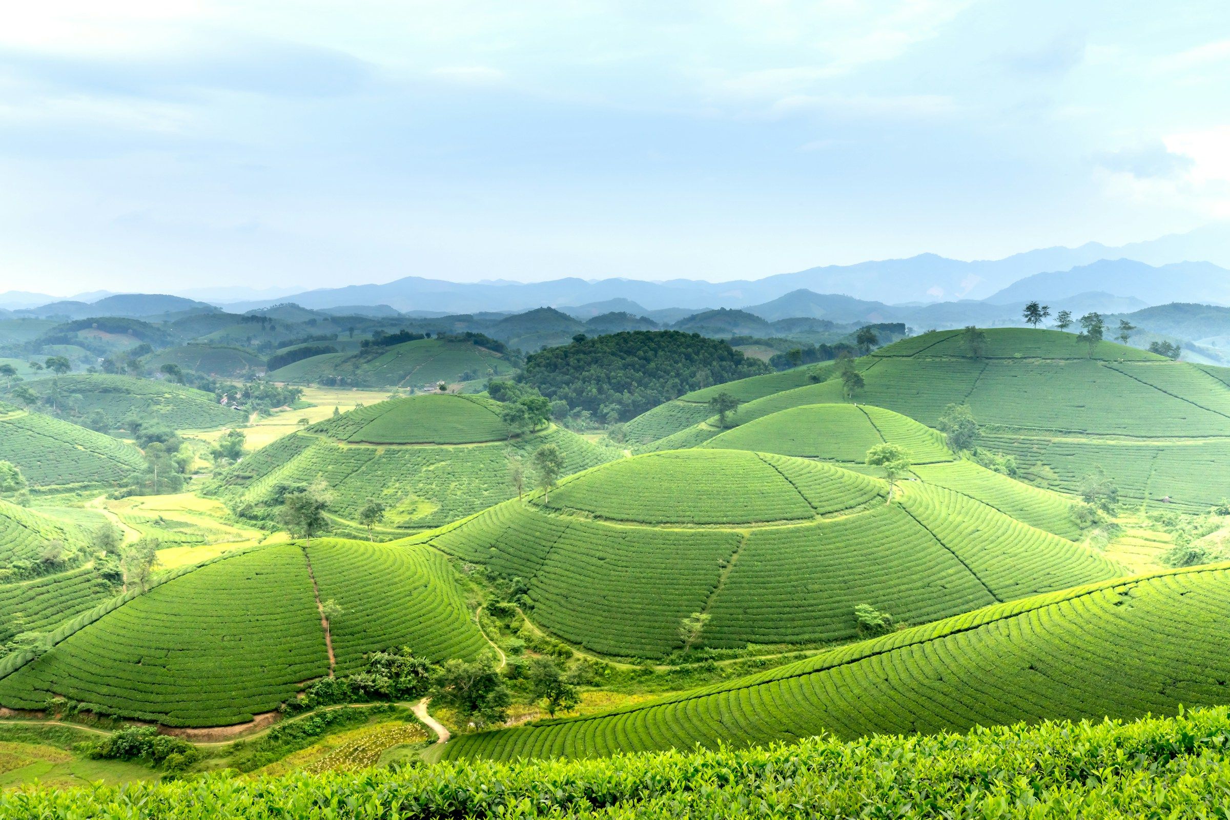 Plantations de thé dans les montagnes du Sri Lanka, berceau du célèbre thé de Ceylan.