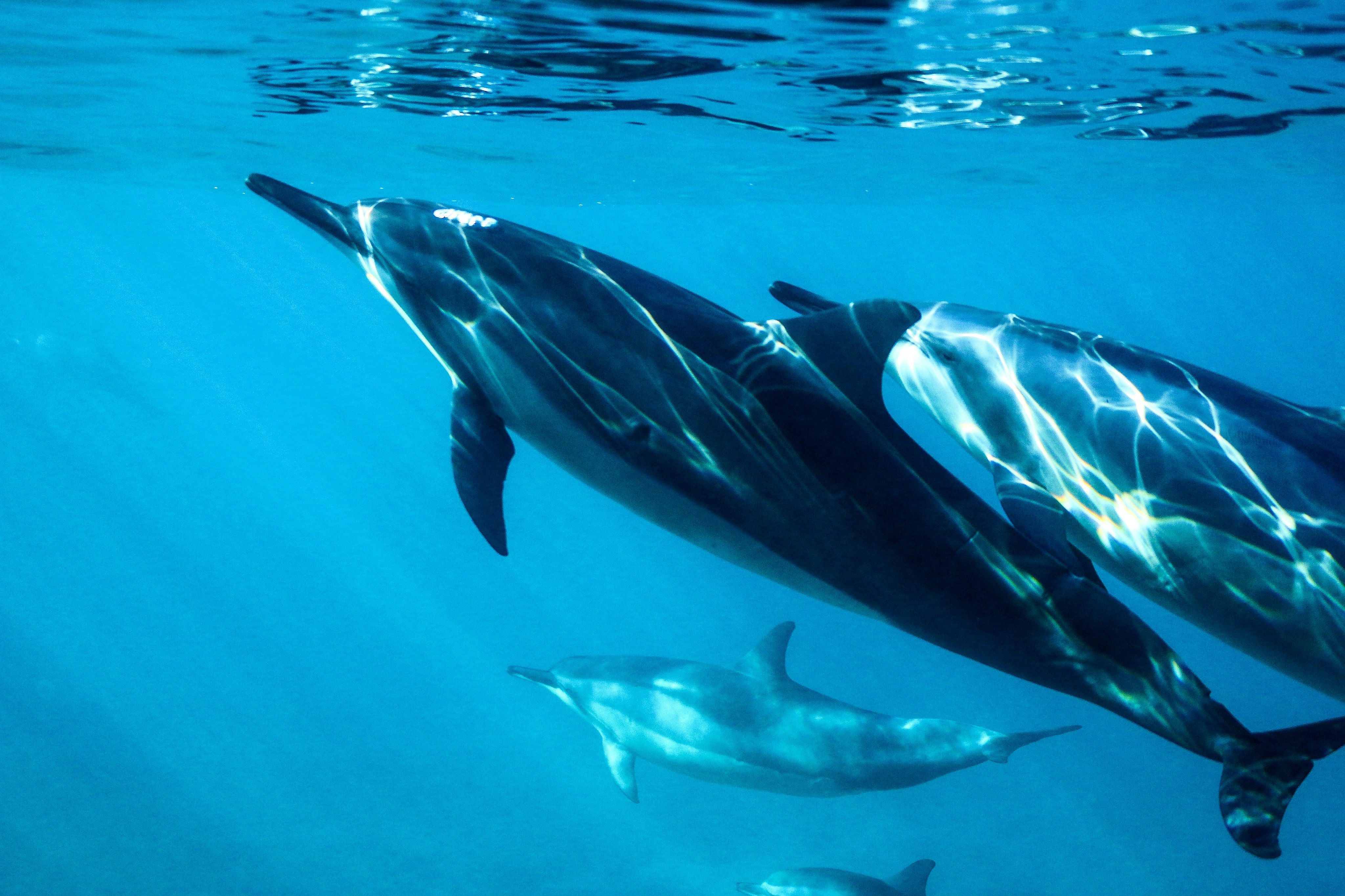 Immersion et connexion avec les dauphins à Sataya