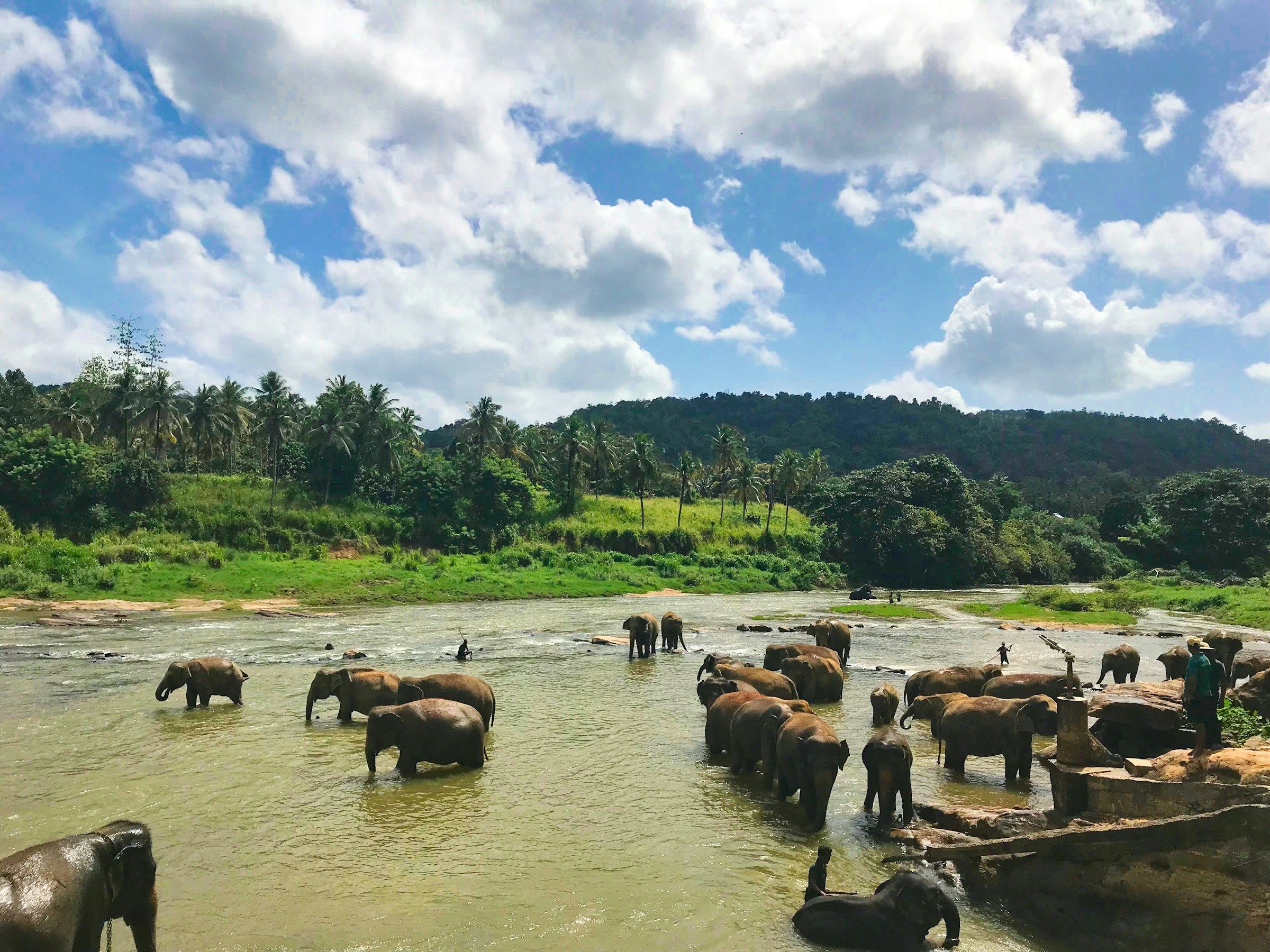 Safari dans le parc national d’Uda Walawe au Sri Lanka, célèbre pour ses éléphants sauvages.