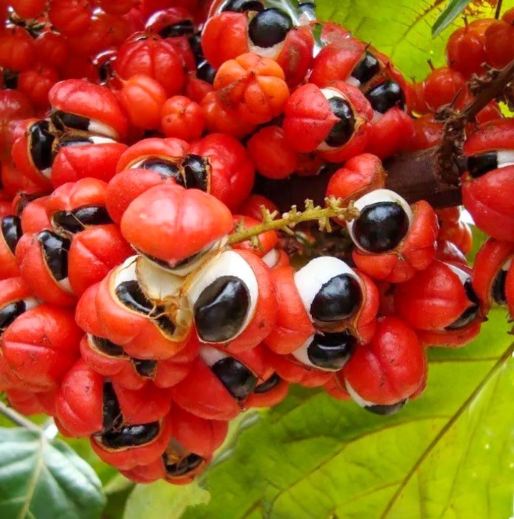 Guaraná d’Amazonie au Brésil, plante emblématique traditionnellement cultivée par les peuples amazoniens