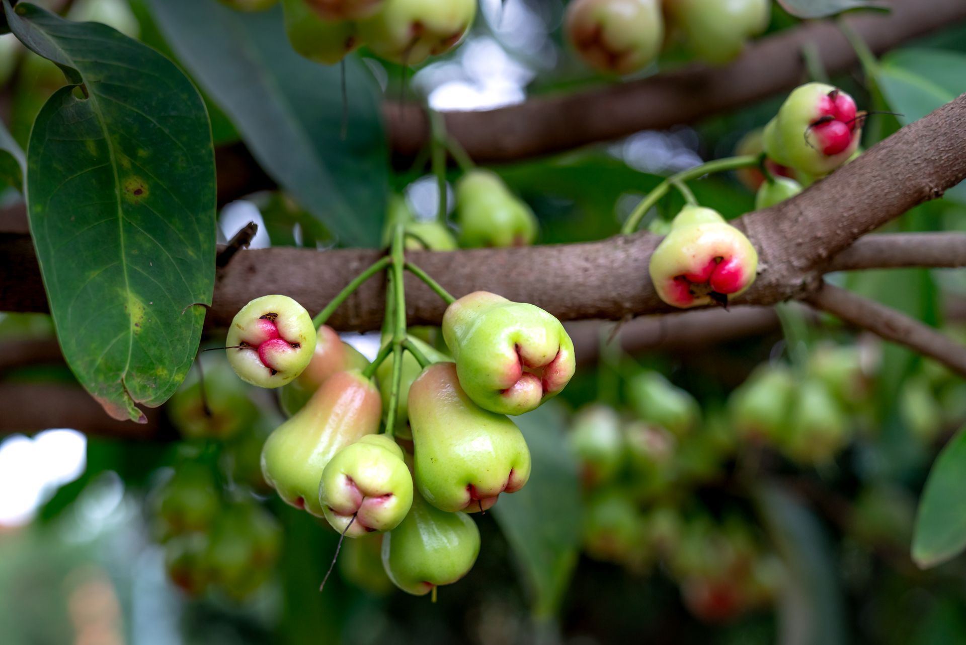 Jambu d’Amazonie au Brésil, plante traditionnelle emblématique de la cuisine amazonienne