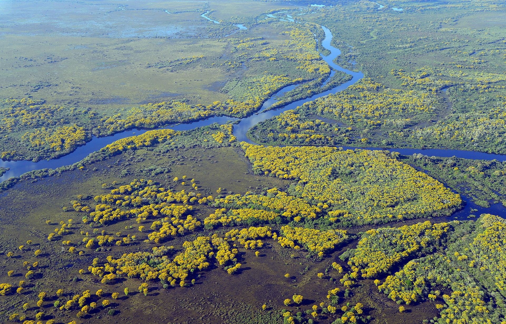 Paysage du Pantanal au Brésil, vaste zone humide réputée pour sa biodiversité et sa faune sauvage.