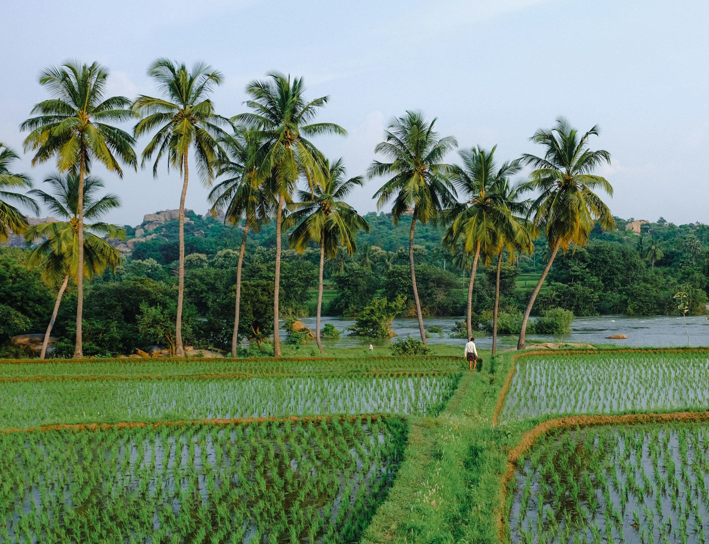 Rizières verdoyantes du Kerala, région emblématique de l'Inde du Sud.