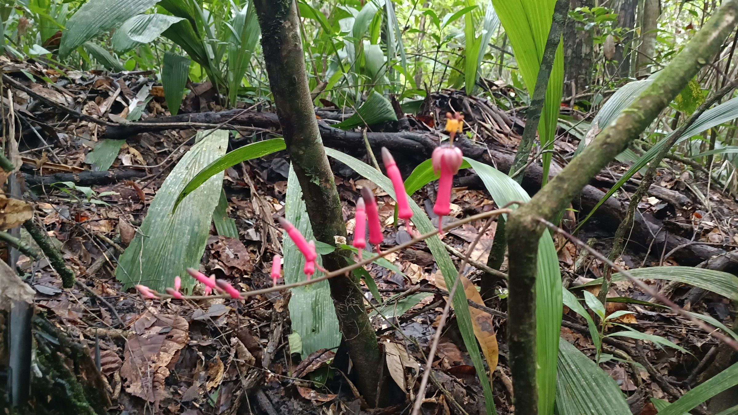 Plantes amazoniennes au cœur de la forêt tropicale du Brésil, entre biodiversité et savoirs traditionnels