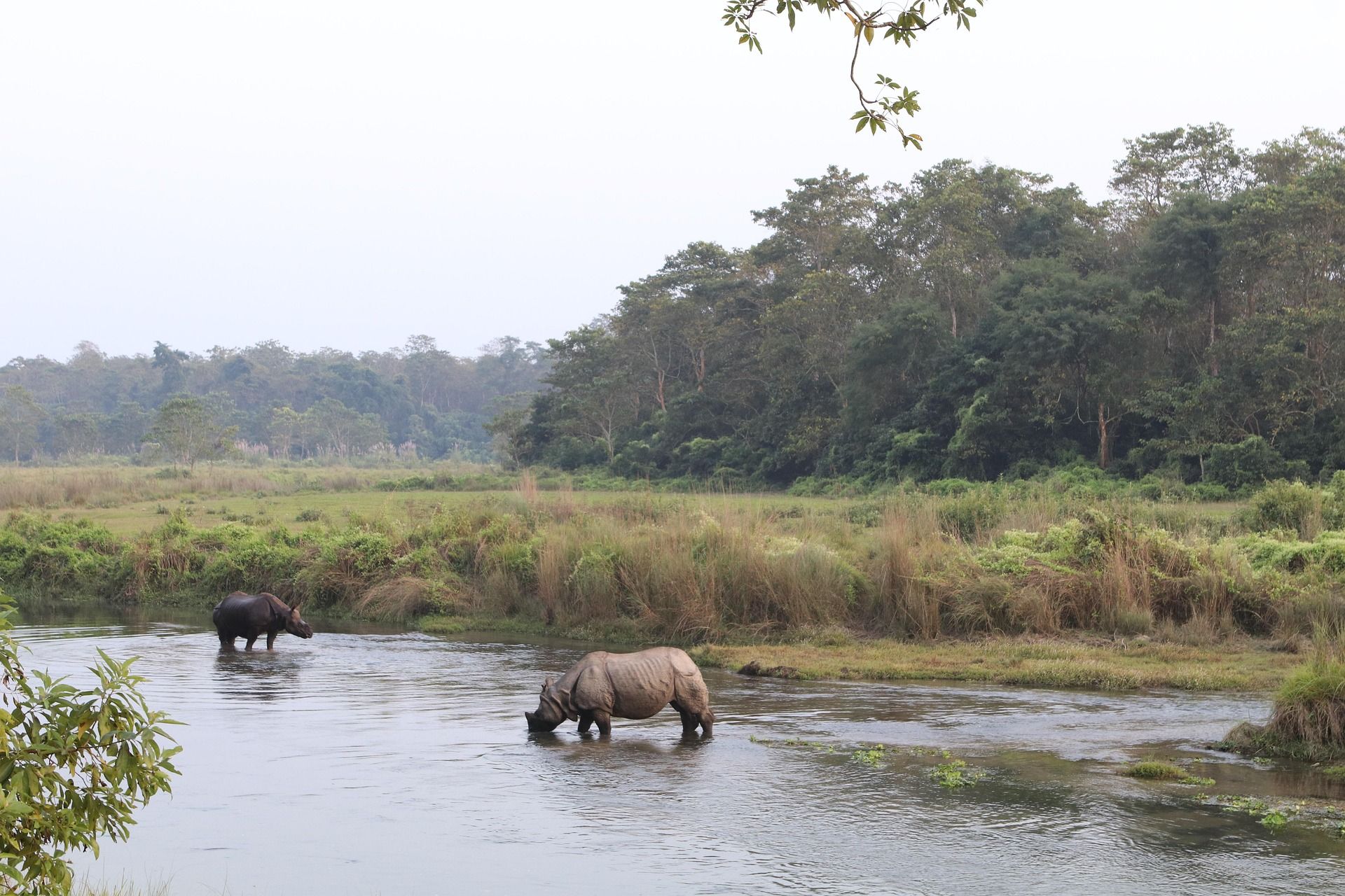 Chitwan : immersion dans la nature sauvage
