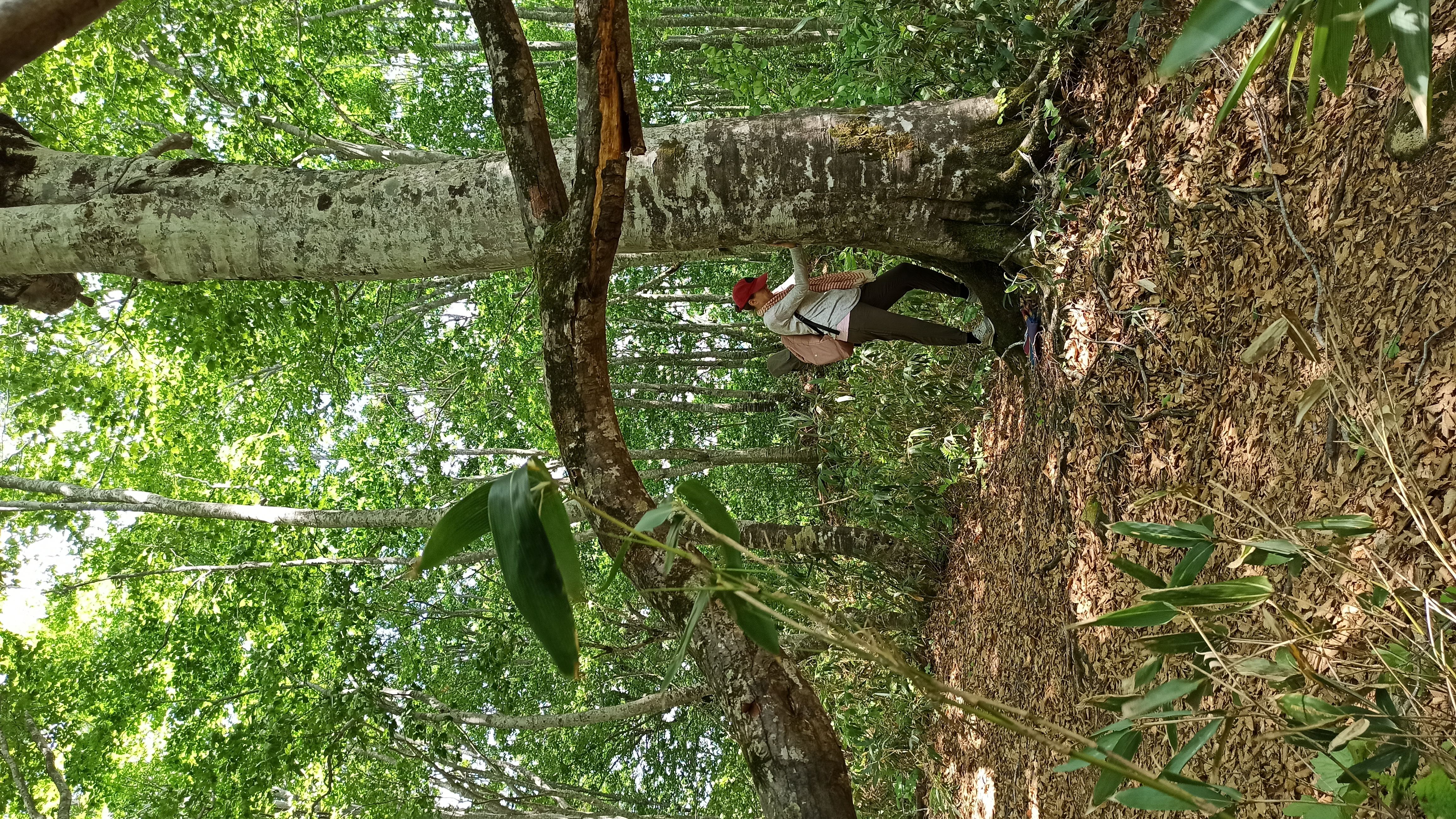 Otari - Forêt d’Himekawa - Otari